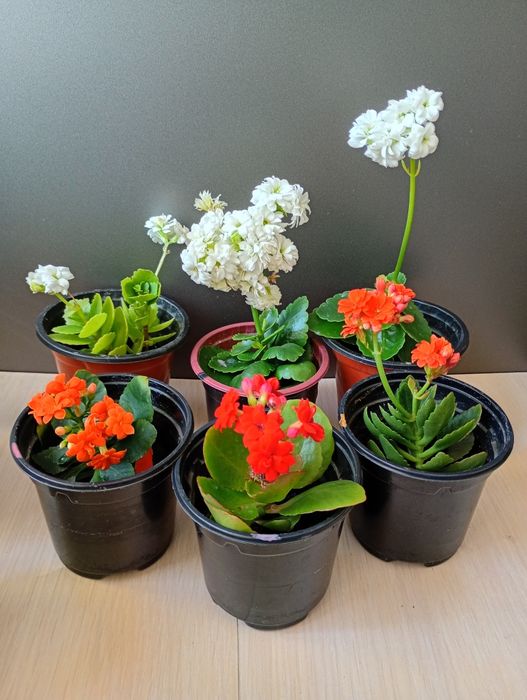 Продам разные по цвету и цене