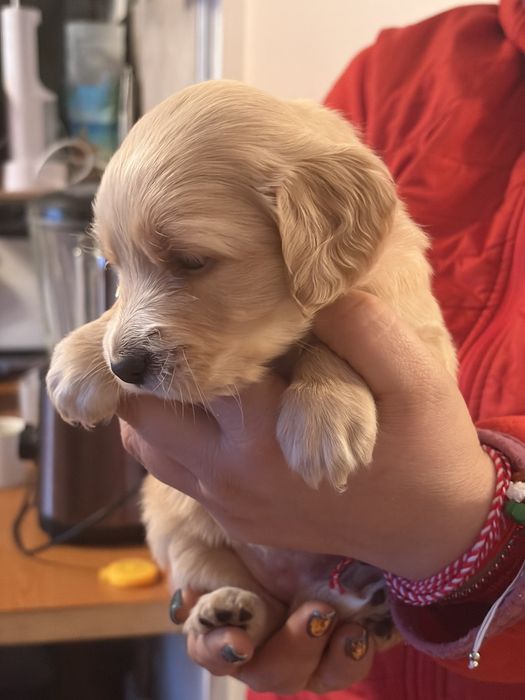 Подарявам кокершпаньолчета