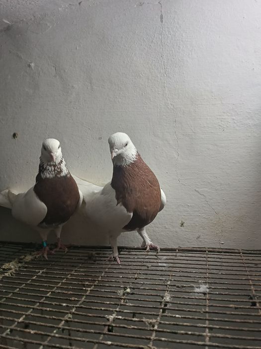 Голуби. Бакинцы..