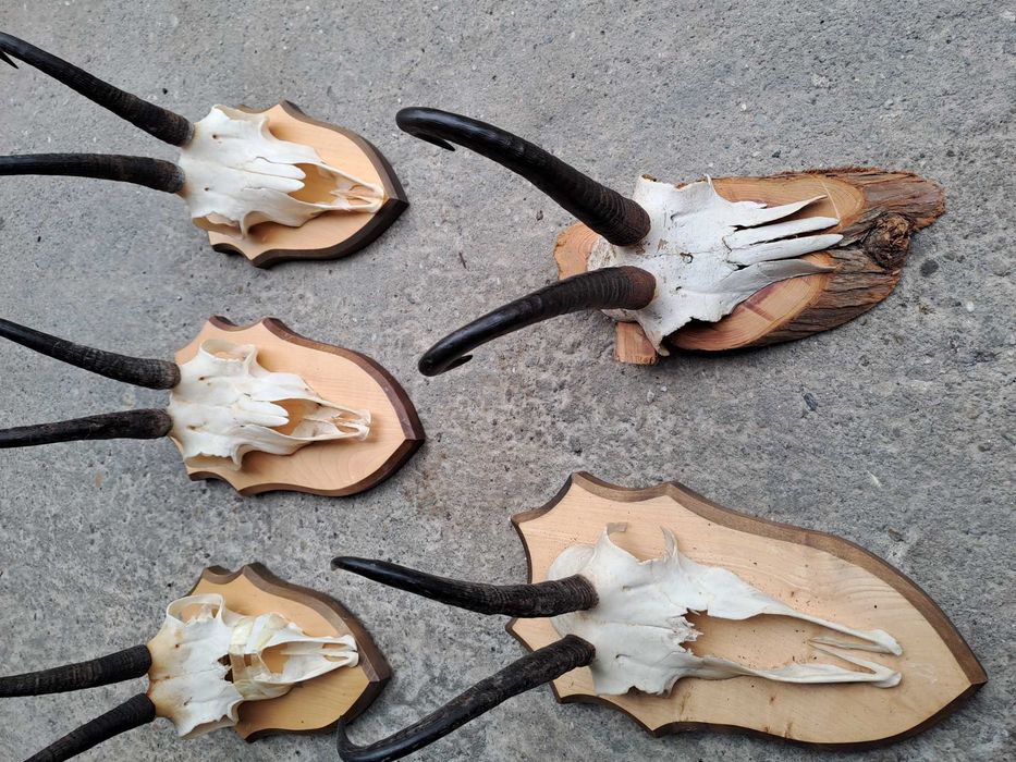 coarne capra neagra panoplie lemn