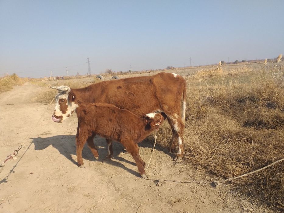 Ona bola sigir bug’ôz