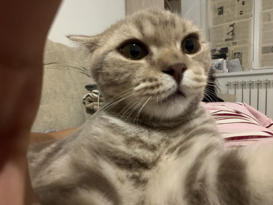 хорошый кот.     .
