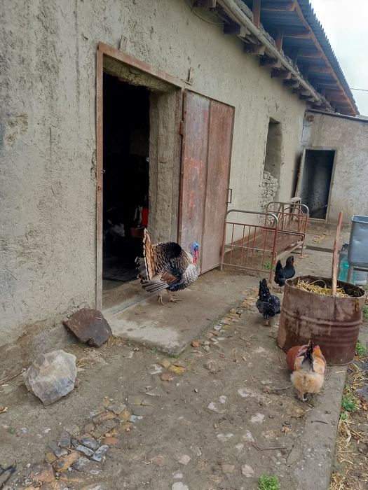 Indyuk sotiladi 400 000