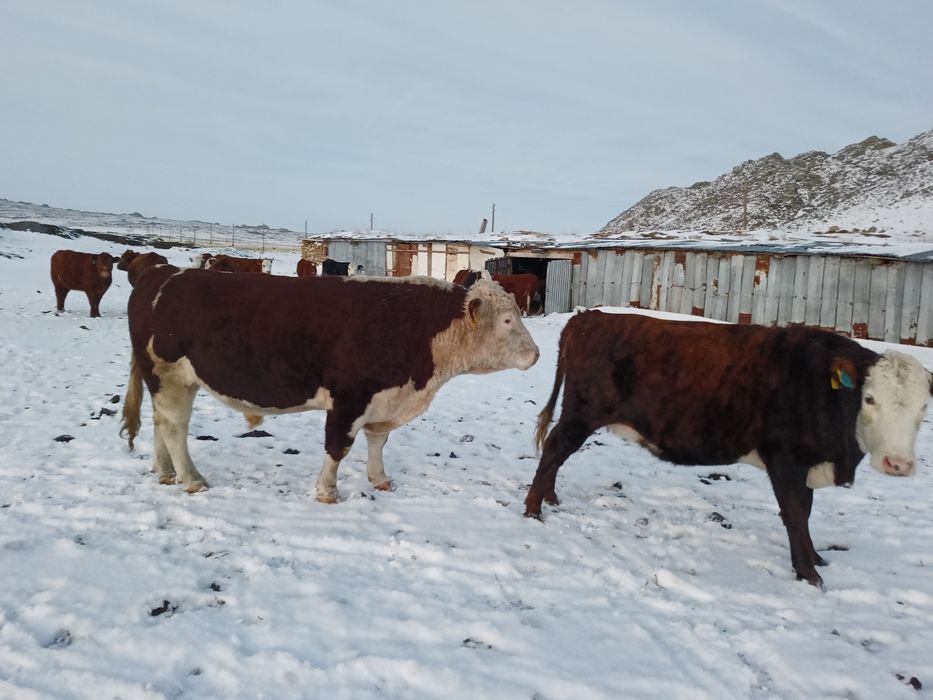 Продам быка. 5 лет