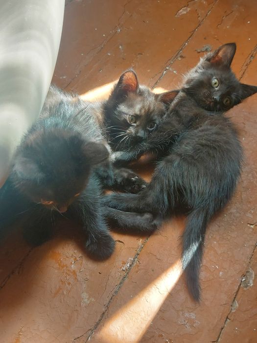 Отдам котят Тайской кошки