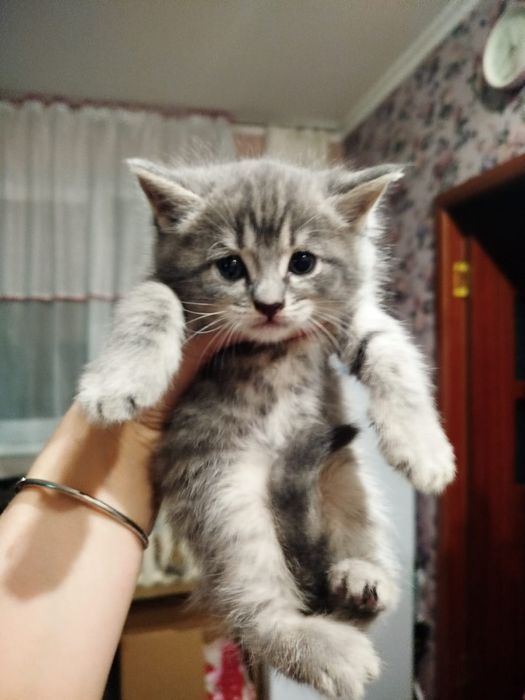 Милые котята ищут милых хозяев