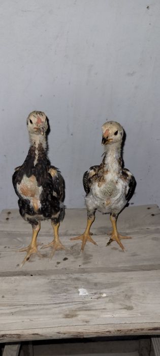 О Шамо немецкий линия