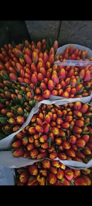 Тюльпаны красивые