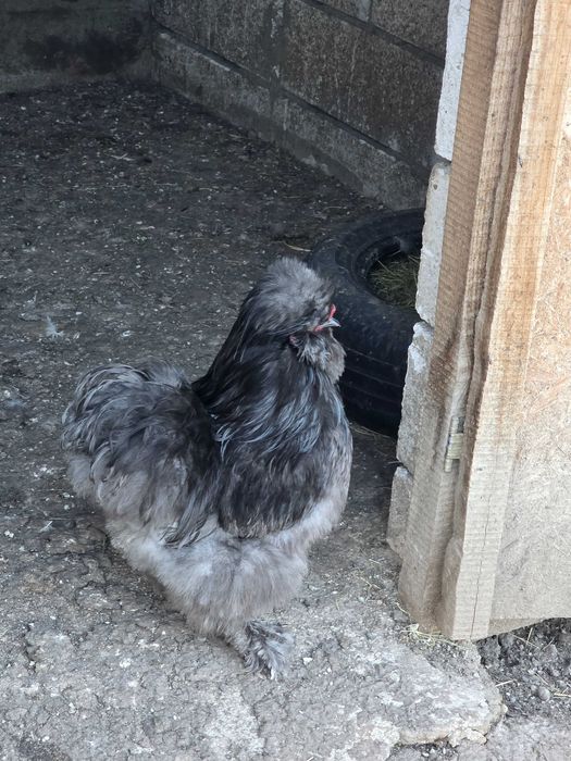 Vand cocoși brahma,matase japoneză si conchinchina