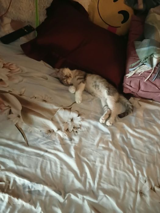ищут дом 4 замечательных котят