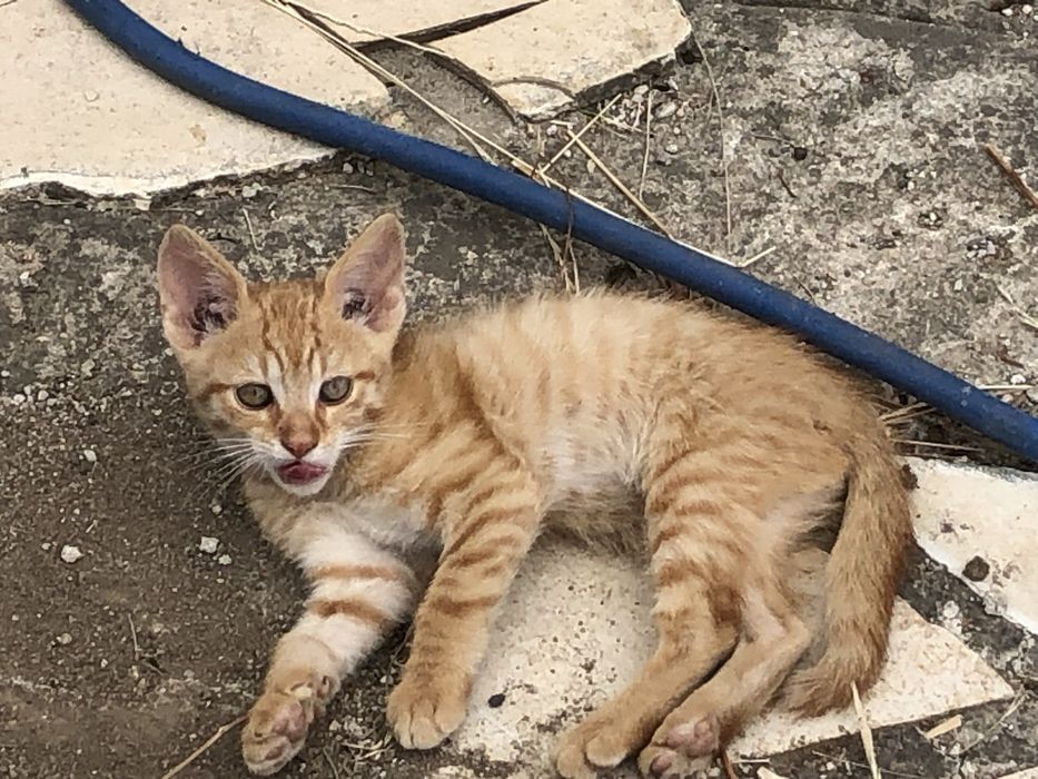 Donez pui de pisica 3 motanei