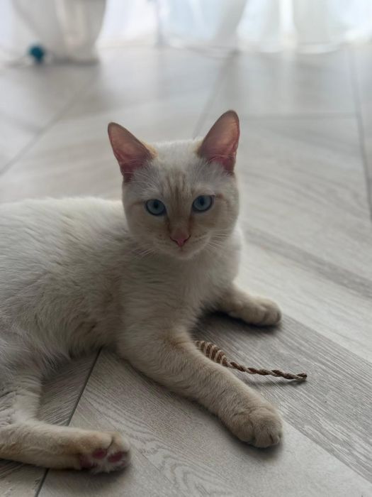 Котенок Лаки, 6 месяцев.