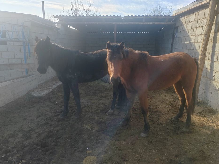 Жайын семіз биелер