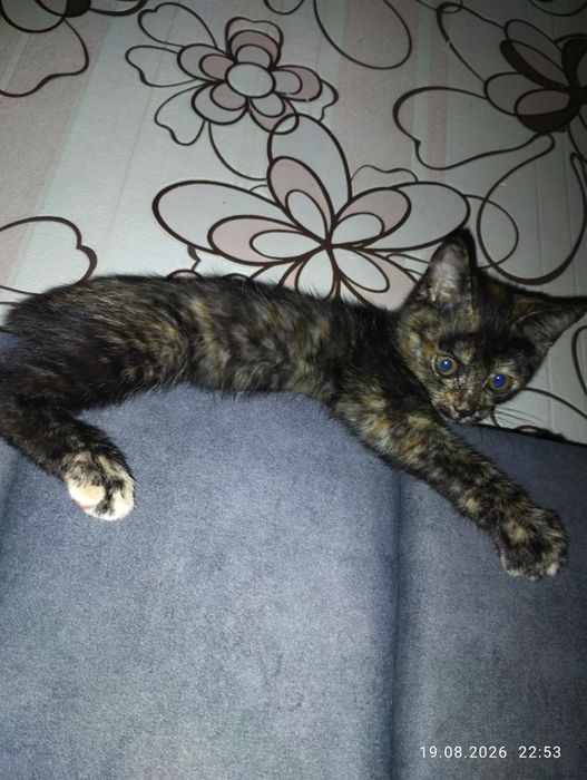 Отдам котенка в добрые руки.
