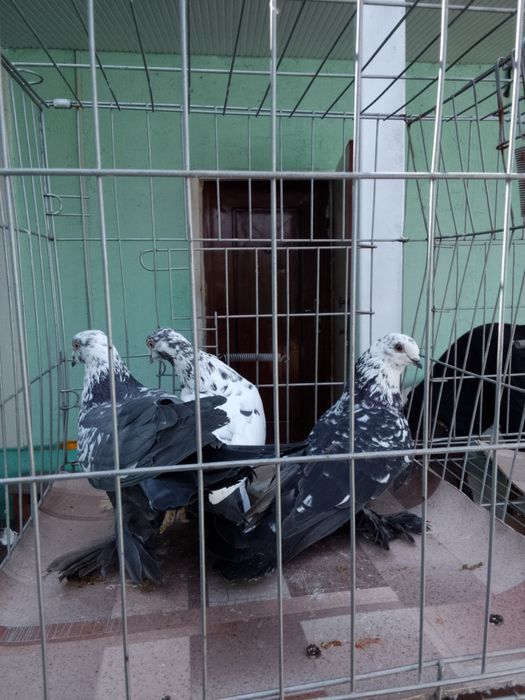 Голуби тараз продам