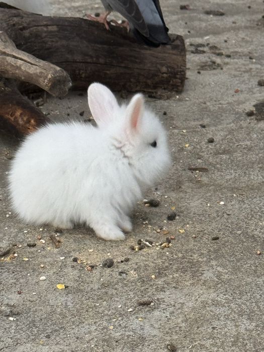 Iepures special cap de leu Angora ochi albastrii