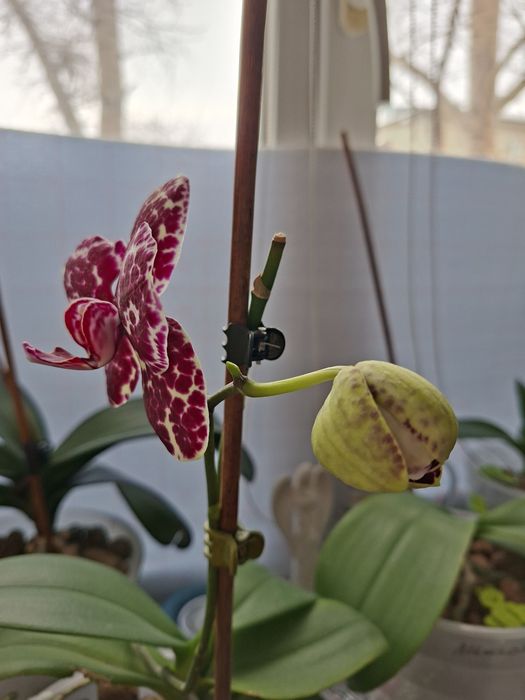 Продаётся орхидея Дикий кот