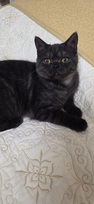 British shorthair