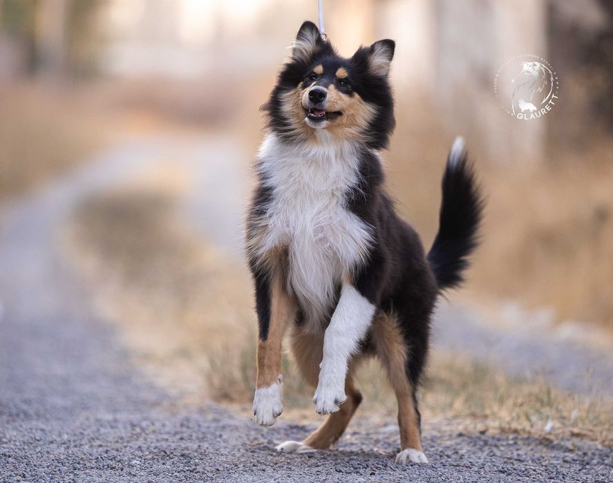 Колли, щенок, питомник GLAURETT