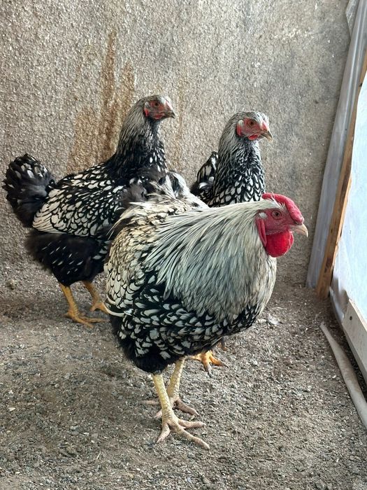 Продам кур, виандот