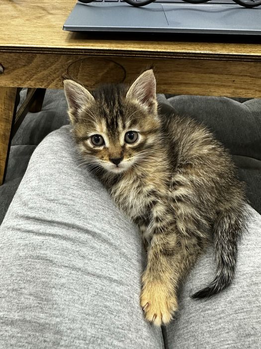 Отдаю котят в заботливые руки