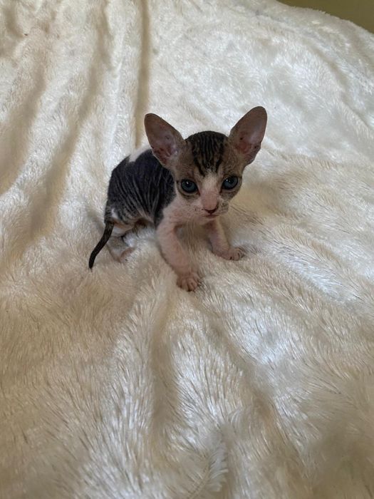 Канадский сфинкс велюр девочки Алматы