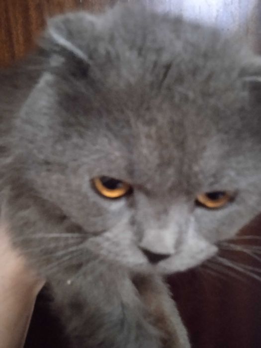 Веслоухий кот с золотыми глазами, 1 гнод, кастрат.