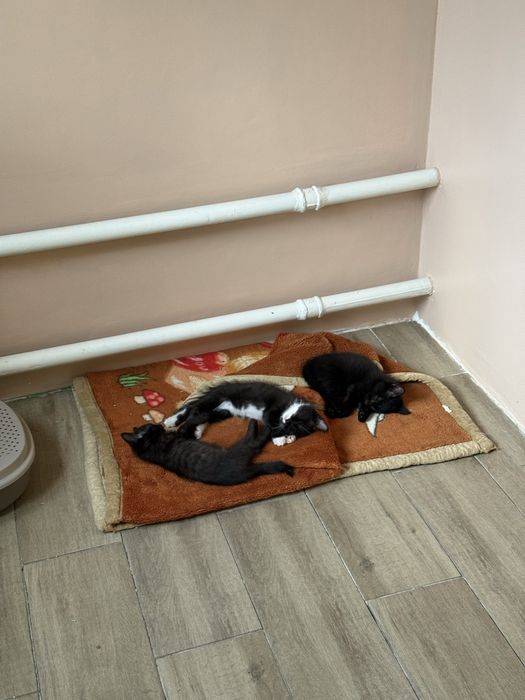 Отдам Котёнка/Кошечку в добрые руки