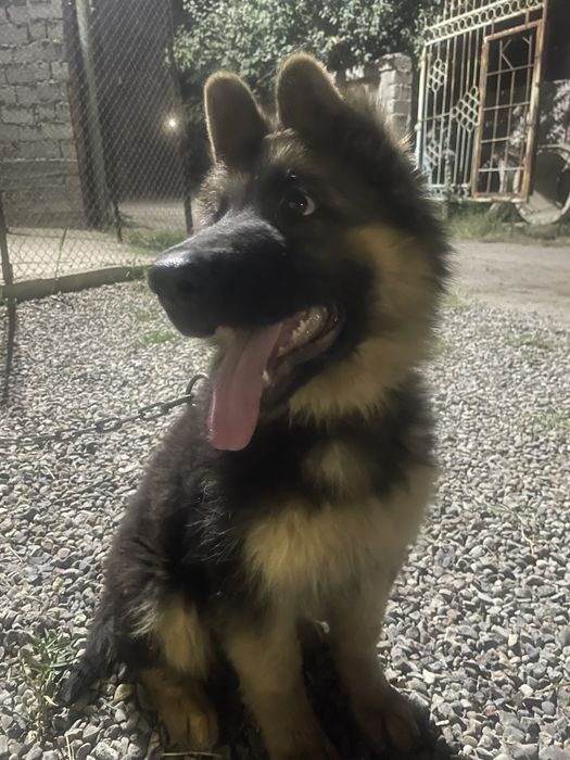 3. Oylik 200 $ kelishamiz oʻrgatilgan pasport bor emlangan muomosi yoq