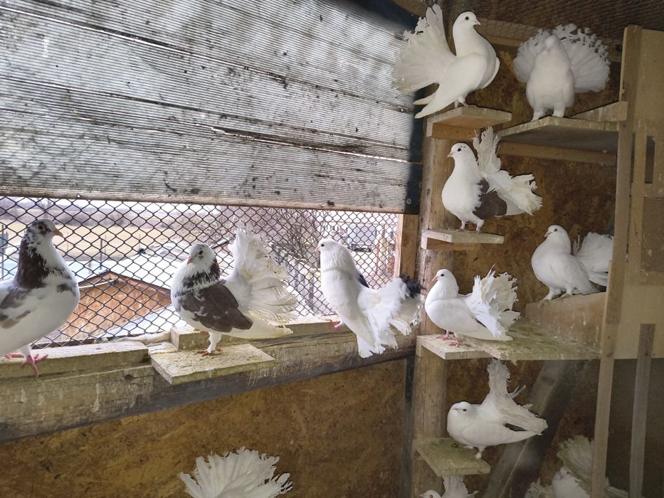 Vand porumbei  curcani satineti și moțați