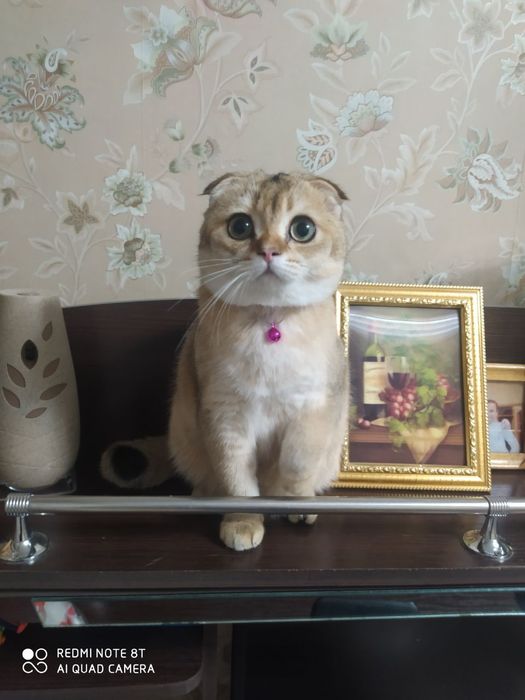 Вязка шикарные коты золотой шиншилы