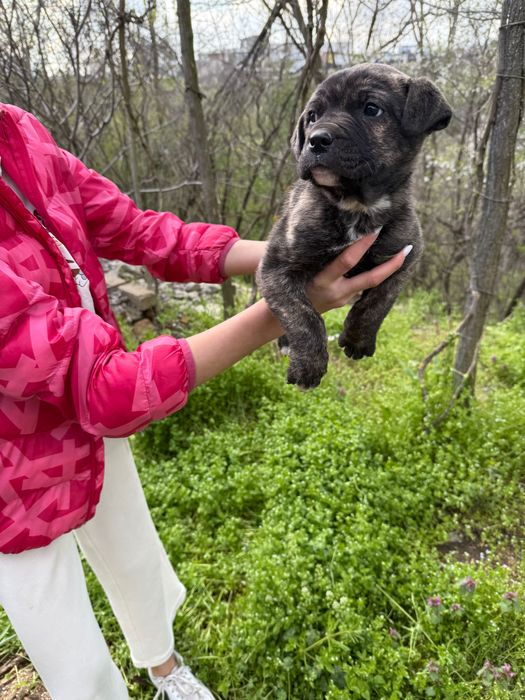 Кученца Кане Корсо