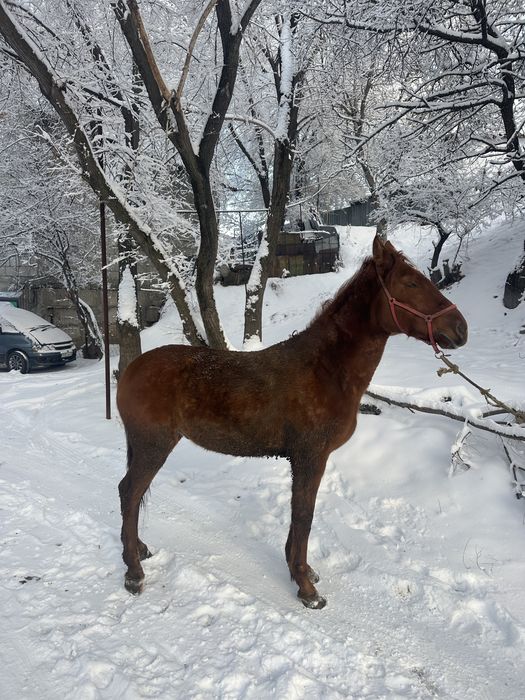 Донен сатылад    .