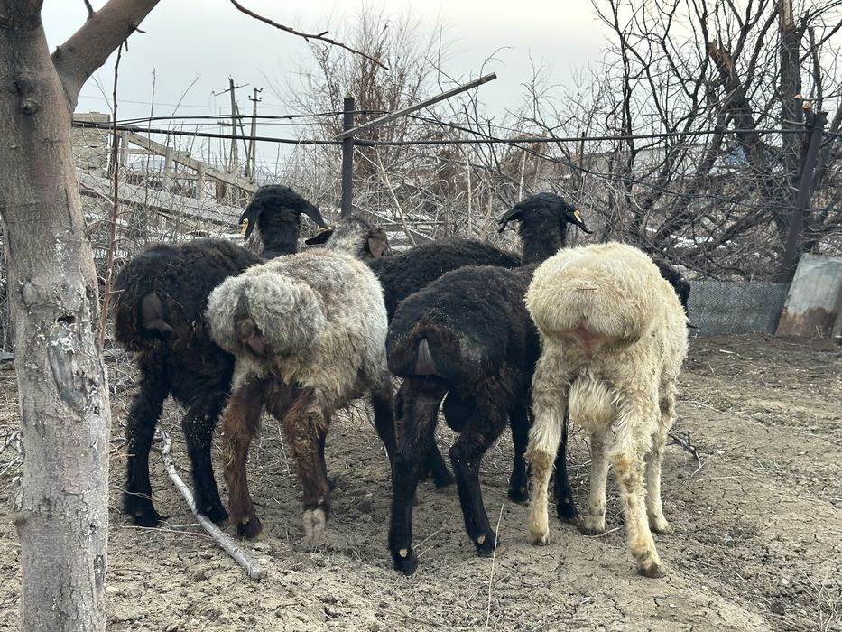 Қошқарлар сатылады. Бордақы