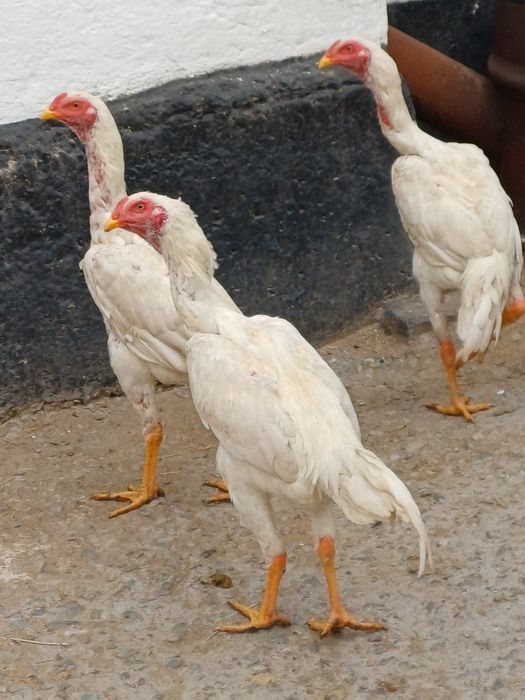 Декан белого цвета