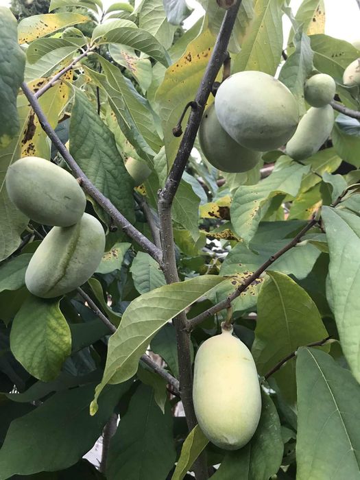 Продавам фиданки Асимина