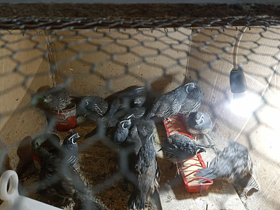 Vînd prepelițe  Californiene ,  pui din anul 2025 .