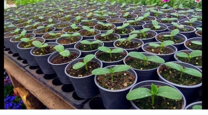 Рассада огурцов в стаканчиках. Доставка.