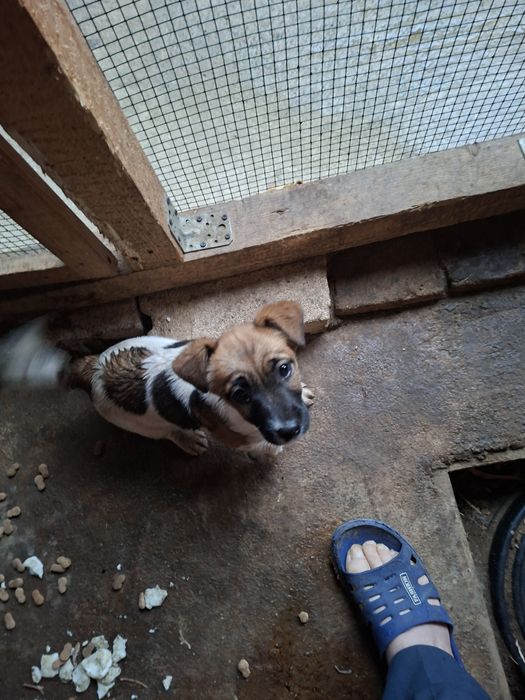 Vind căței Jak Rusel Terier