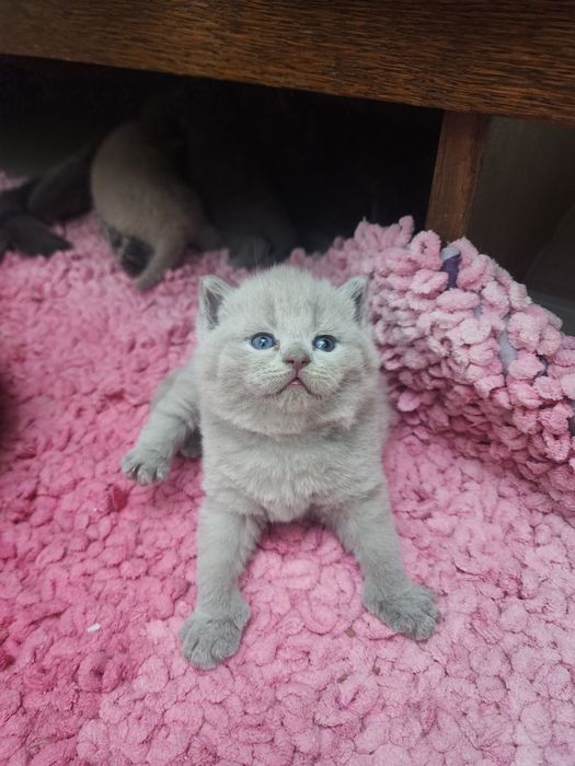 Британцы родители свои 100% правильная вязка