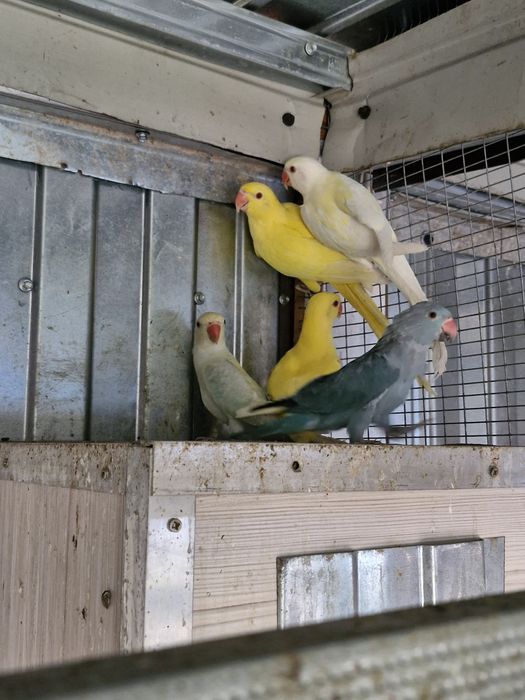 De vanzare pui Micul Alexandru