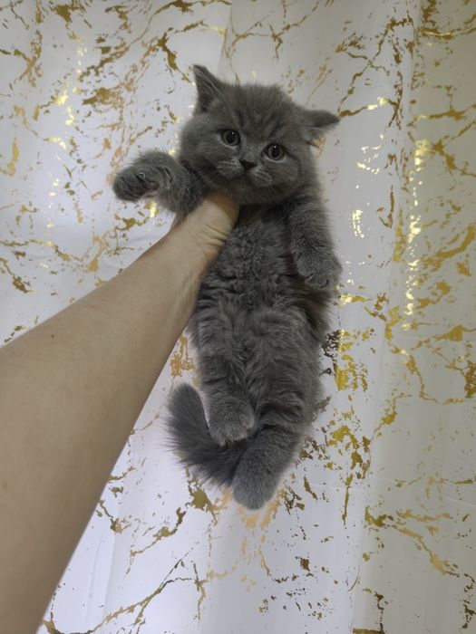 Британский голубой плюша