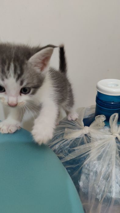 Продам котёнка не дорого !