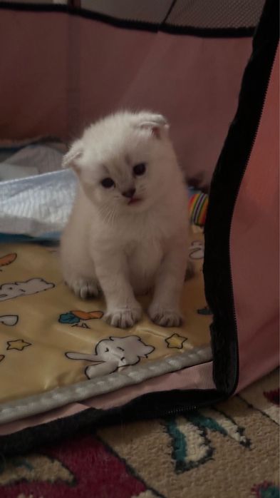 шотландский котенок