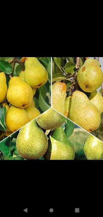 Pomi fructiferi  Duo din gama superb soiuri de par