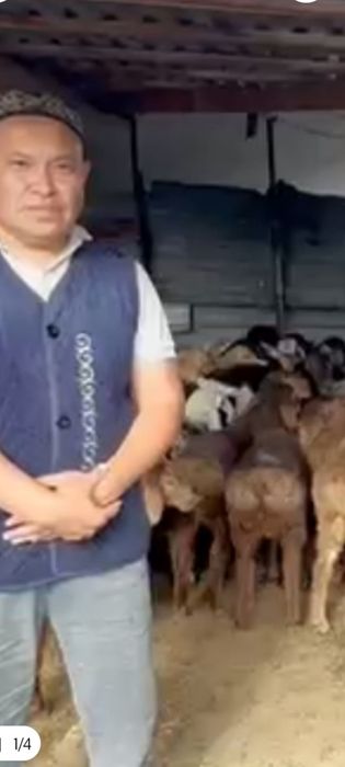 Кой Бараны Алматы