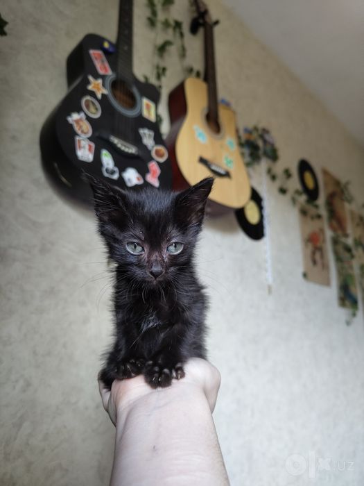 Котенок Бесплатно в добрые руки