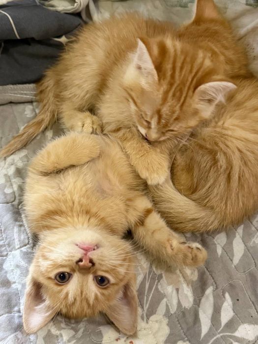 Рыжие котята даром!!!