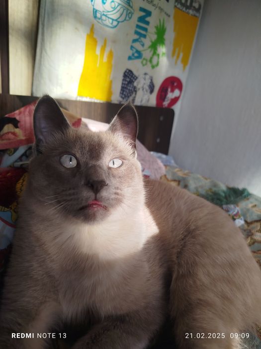 Сиамский мысық DOLLOR