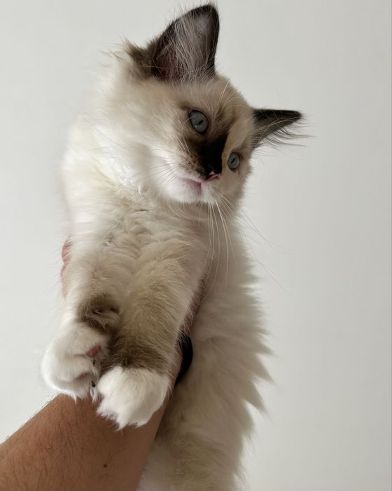 Котенца Регдол/Ragdoll